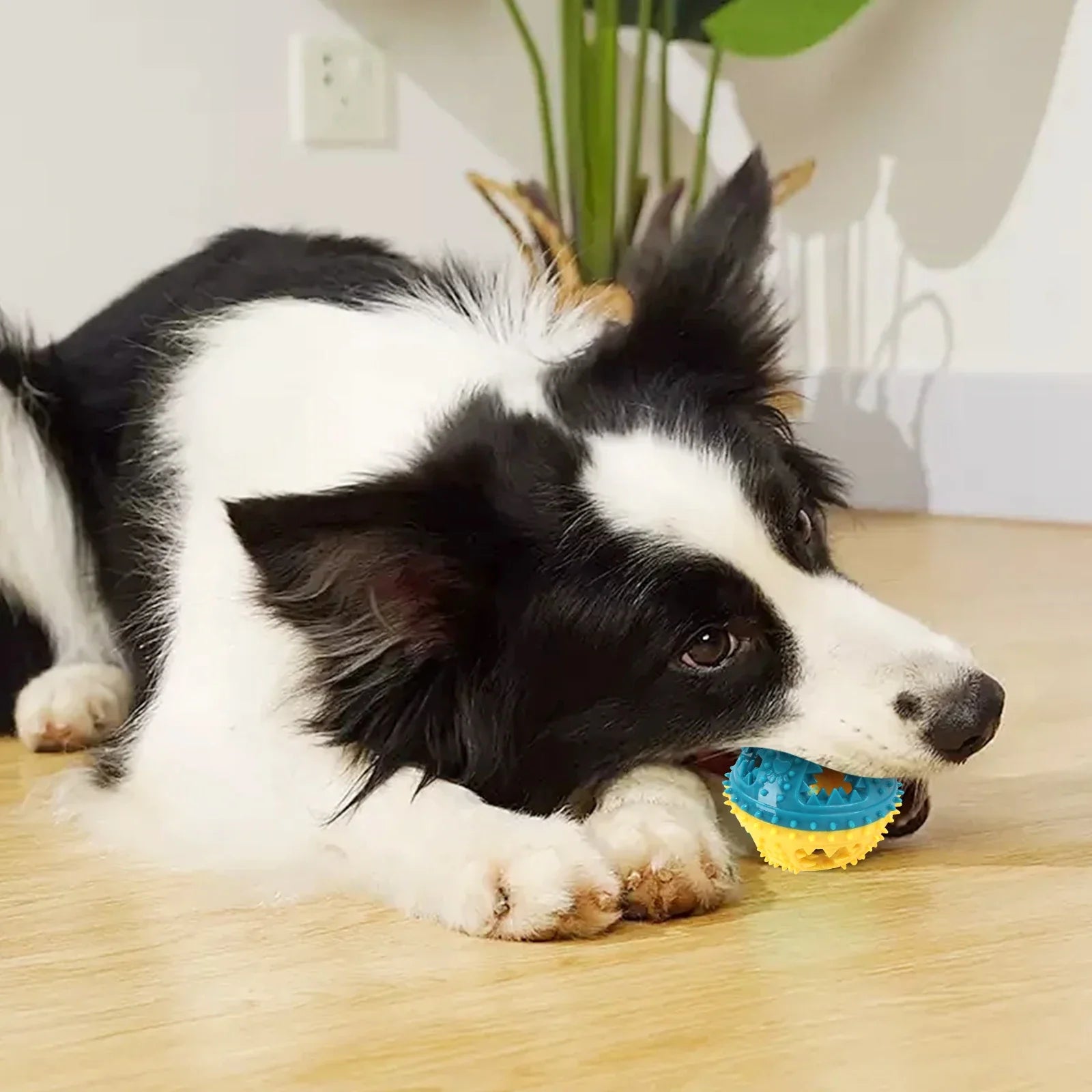 Dog Squeaky Chew Ball